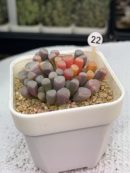 Fenestraria Aurantiaca  Baby Toes Succulent
