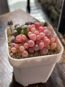 Fenestraria Aurantiaca  Baby Toes Succulent