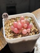 Fenestraria Aurantiaca  Baby Toes Succulent