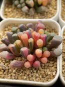 Fenestraria Aurantiaca  Baby Toes Succulent