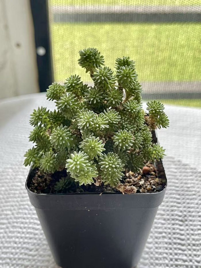 Sedum multiceps - Image 5