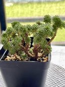 Sedum multiceps