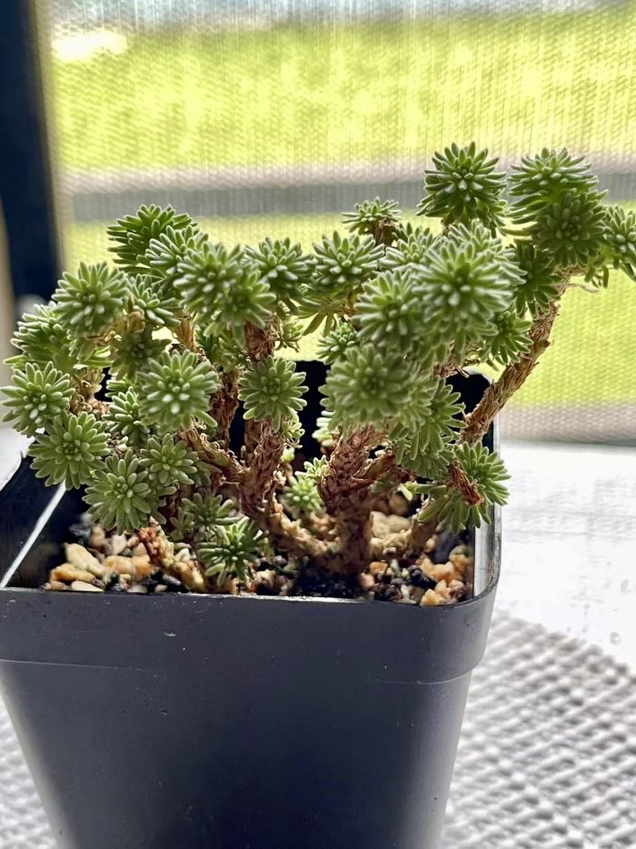 Sedum multiceps - Image 7