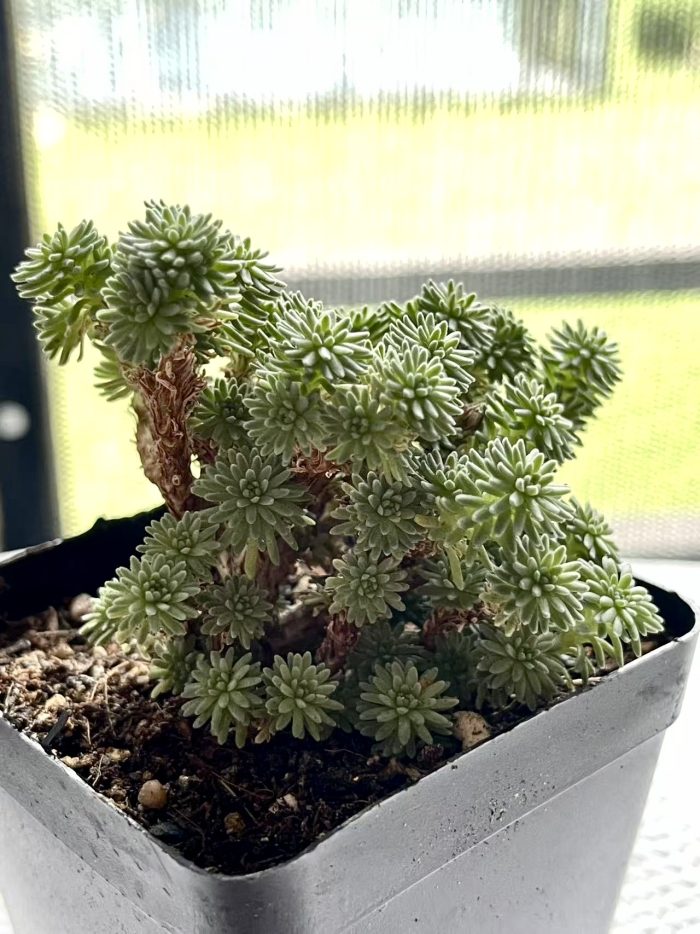Sedum multiceps - Image 6