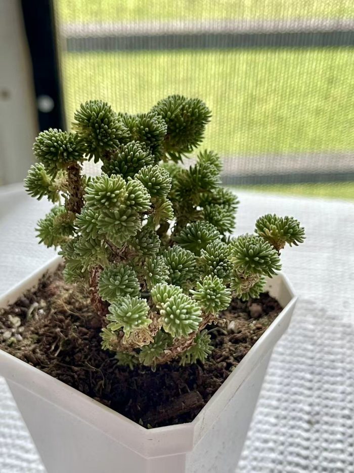 Sedum multiceps - Image 2