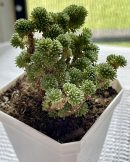 Sedum multiceps