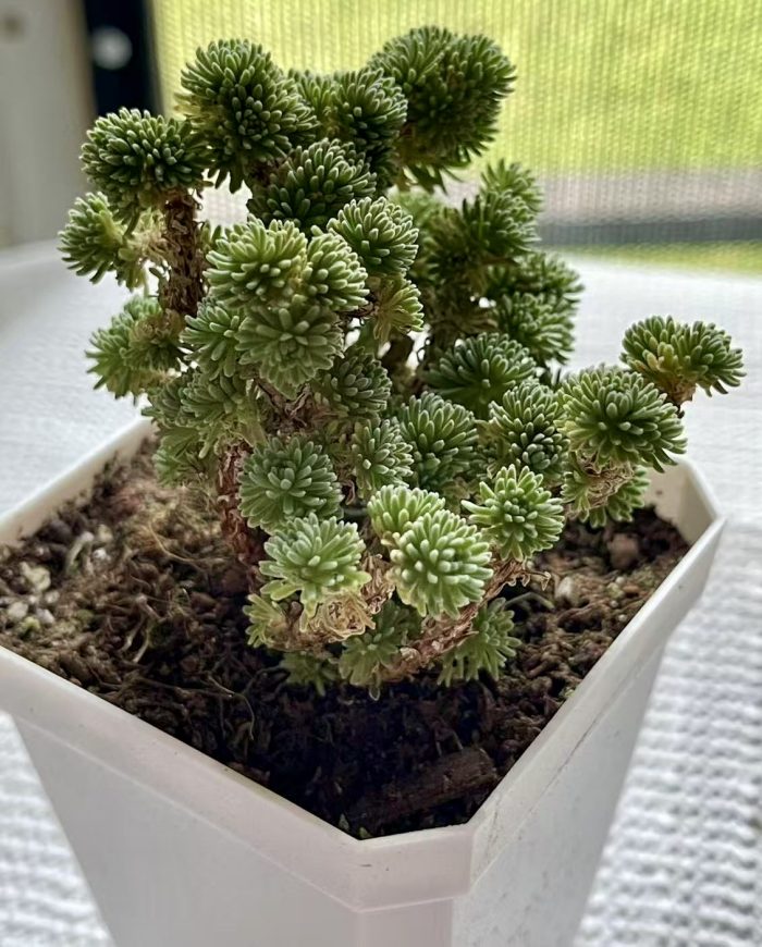 Sedum multiceps - Image 3
