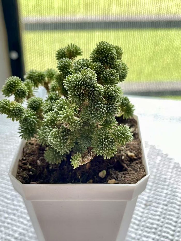 Sedum multiceps