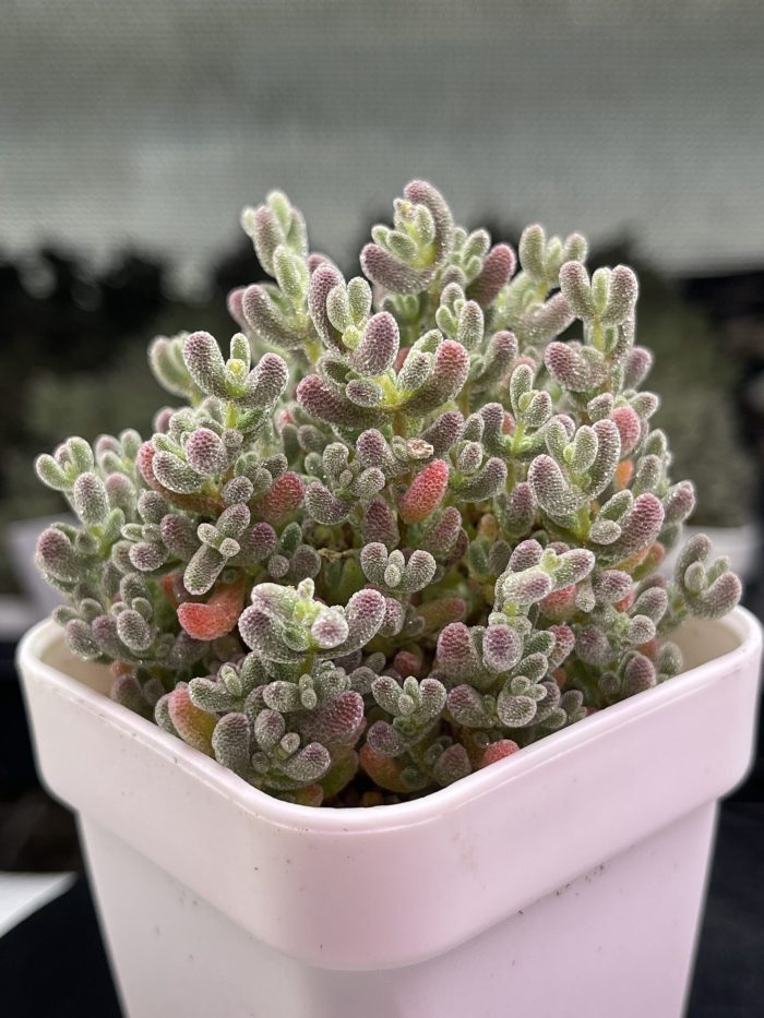 Drosanthemum Eburneum ‘Ice crystal branches’ - Image 4