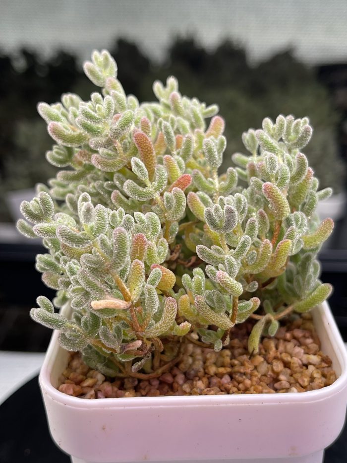 Drosanthemum Eburneum ‘Ice crystal branches’ - Image 5