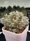 Drosanthemum Eburneum ‘Ice crystal branches’