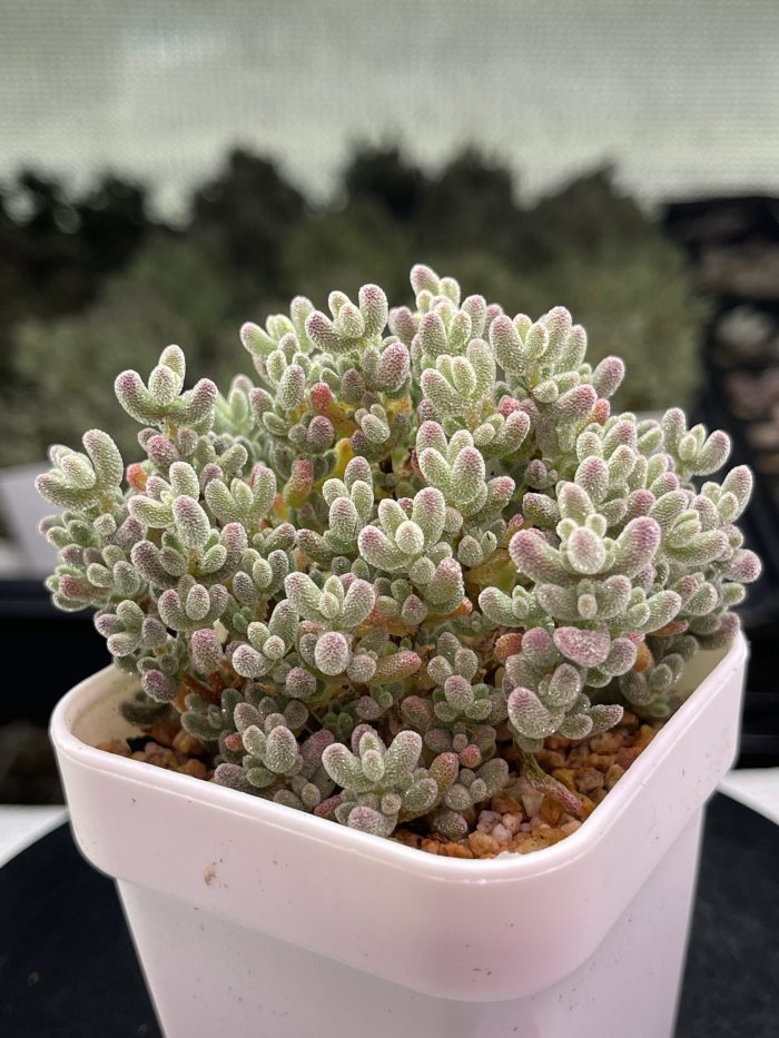Drosanthemum Eburneum ‘Ice crystal branches’ - Image 6