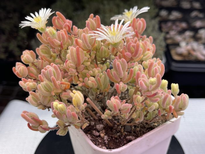 Drosanthemum Eburneum ‘Ice crystal branches’