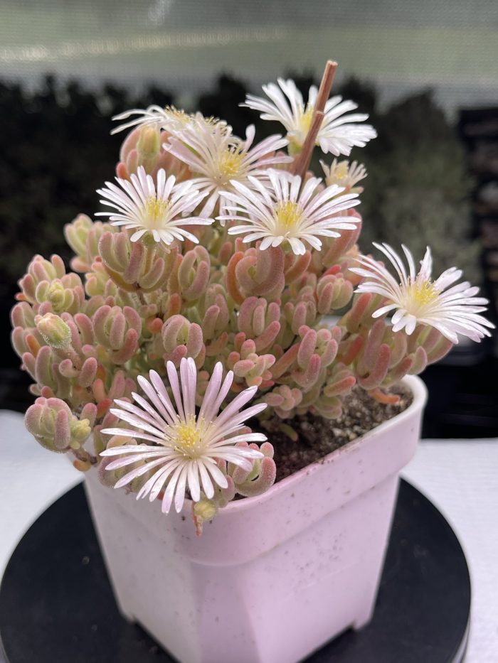Drosanthemum Eburneum ‘Ice crystal branches’ - Image 3
