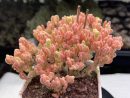 Drosanthemum Eburneum ‘Ice crystal branches’