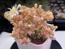 Drosanthemum Eburneum ‘Ice crystal branches’