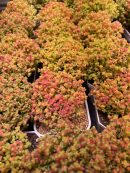 Drosanthemum Globosum