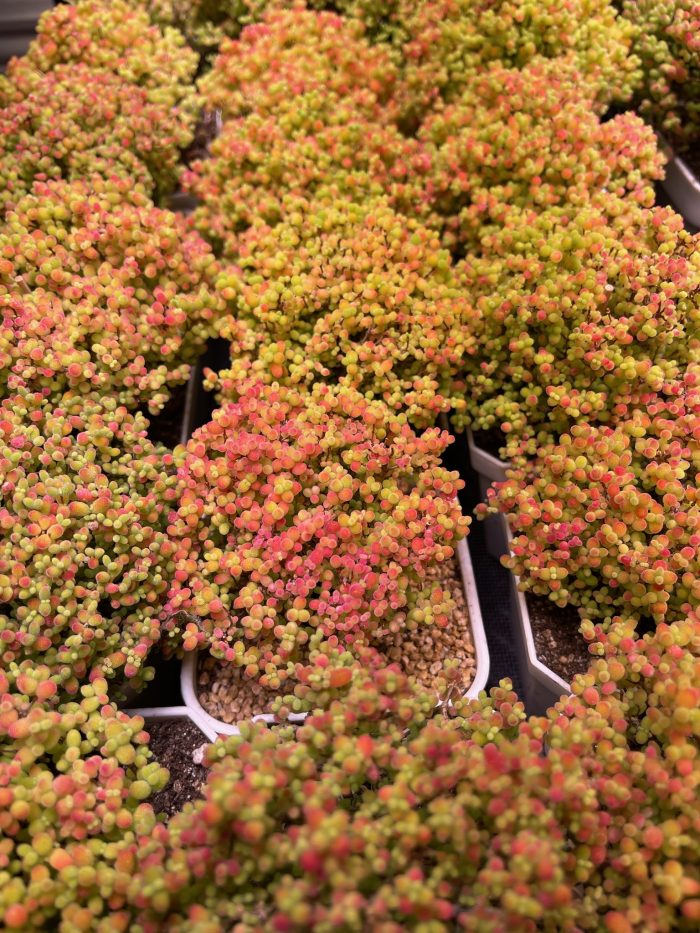 Drosanthemum Globosum - Image 2