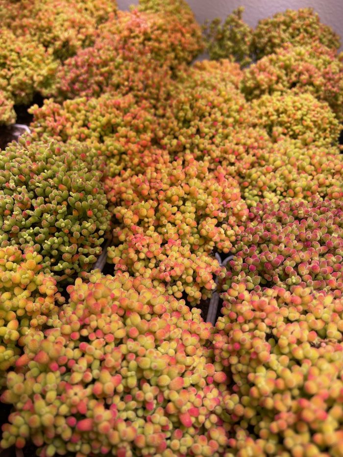 Drosanthemum Globosum - Image 3