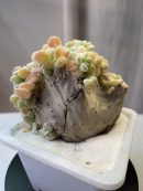Echeveria pulvinata Frosty