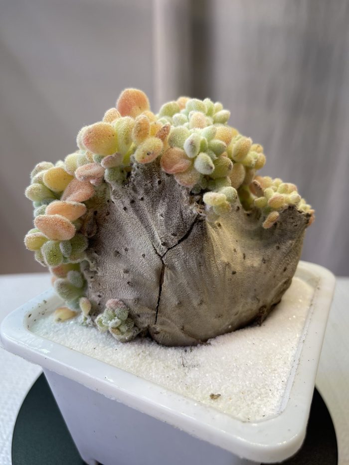 Echeveria pulvinata Frosty - Image 2