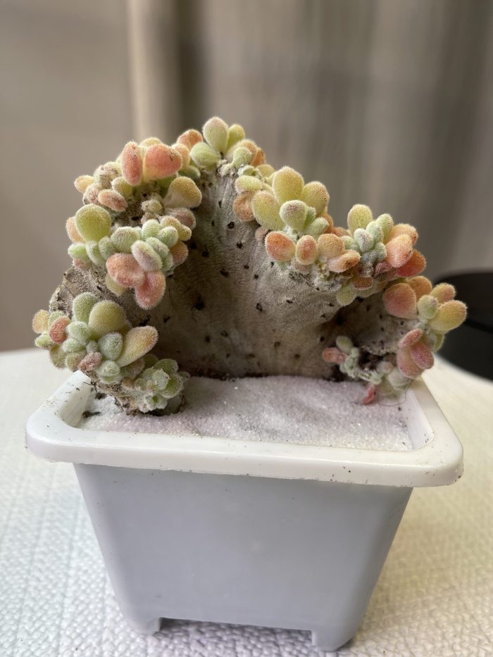 Echeveria pulvinata Frosty