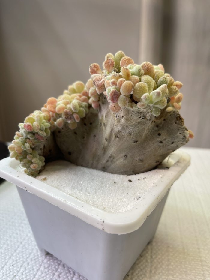 Echeveria pulvinata Frosty - Image 4