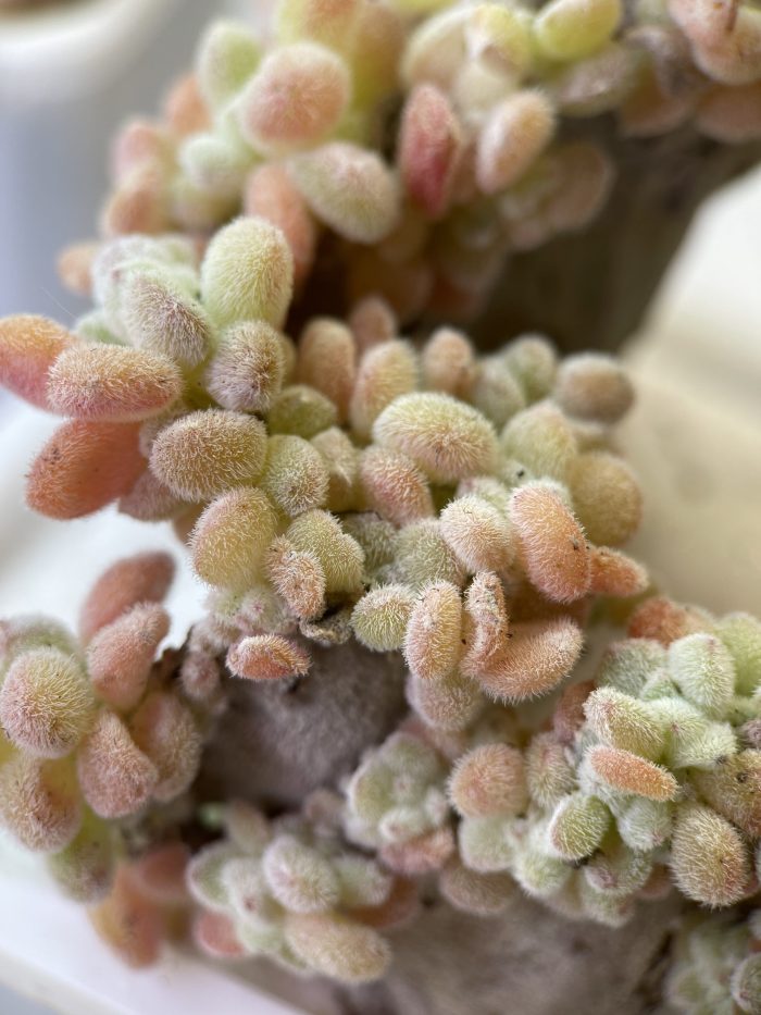 Echeveria pulvinata Frosty - Image 5