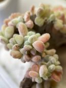 Echeveria pulvinata Frosty