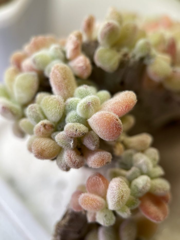 Echeveria pulvinata Frosty - Image 6
