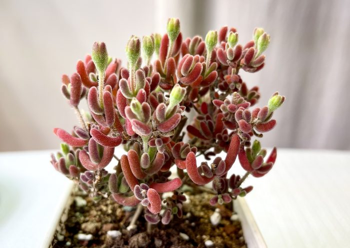 Dicrocaulon Ramulosum