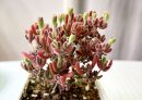Dicrocaulon Ramulosum