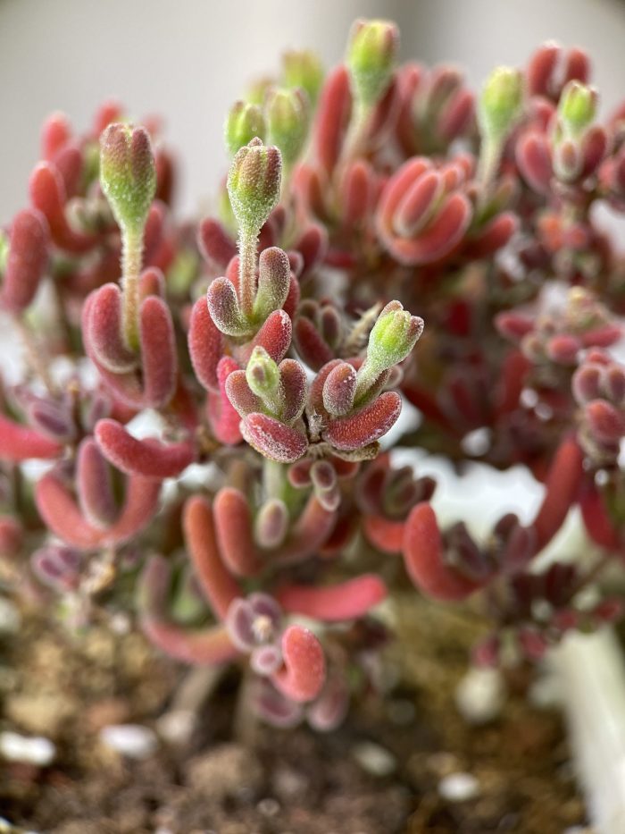Dicrocaulon Ramulosum - Image 3