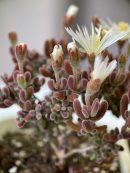 Dicrocaulon Ramulosum