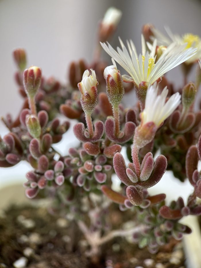 Dicrocaulon Ramulosum - Image 4