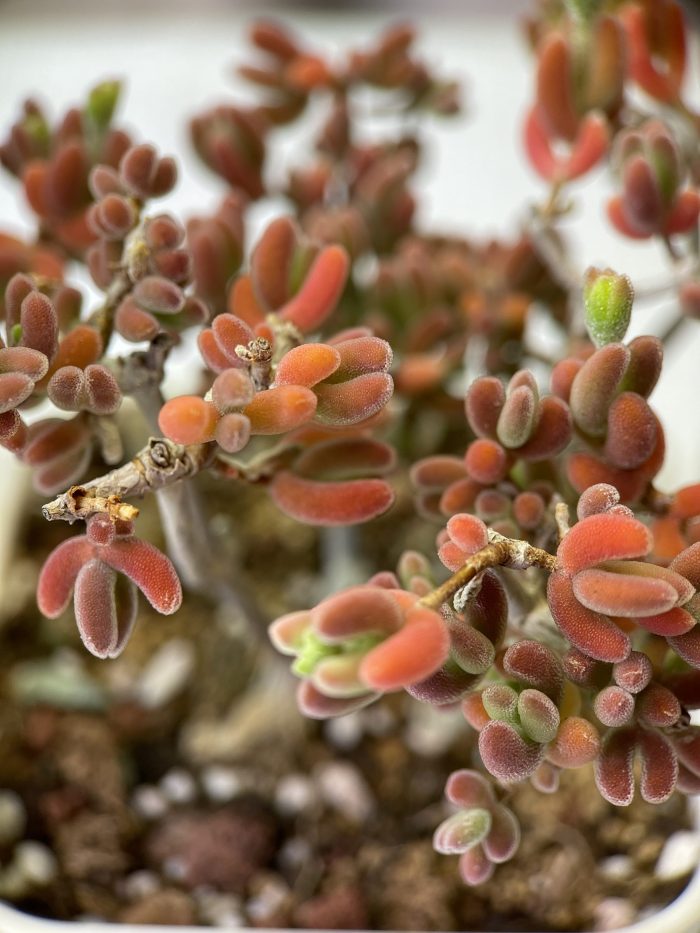 Dicrocaulon Ramulosum - Image 5