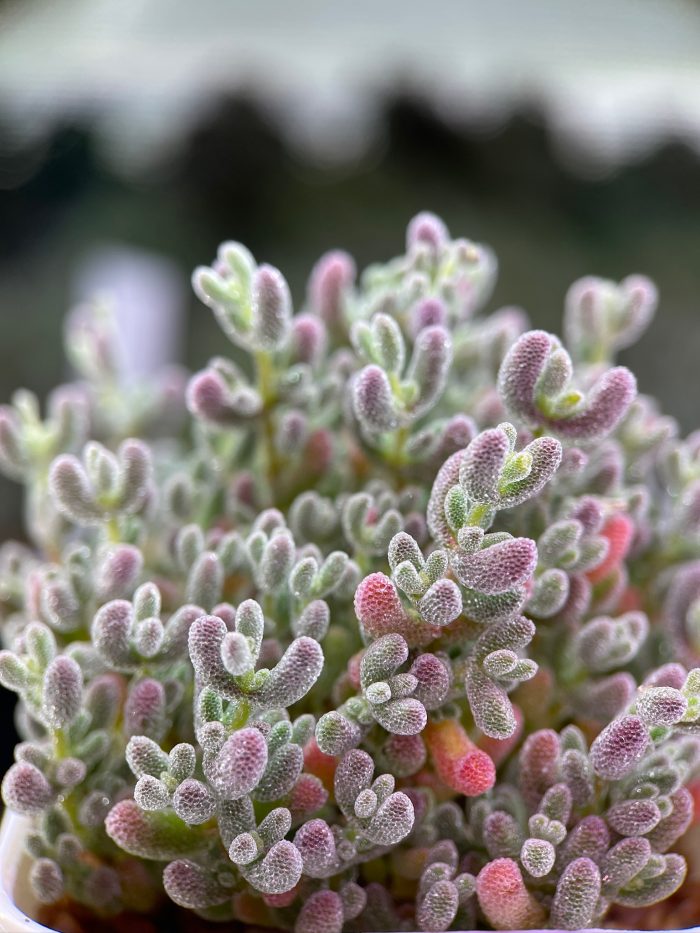 Drosanthemum Eburneum ‘Ice crystal branches’