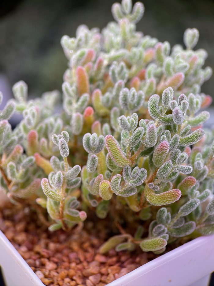 Drosanthemum Eburneum ‘Ice crystal branches’ - Image 3