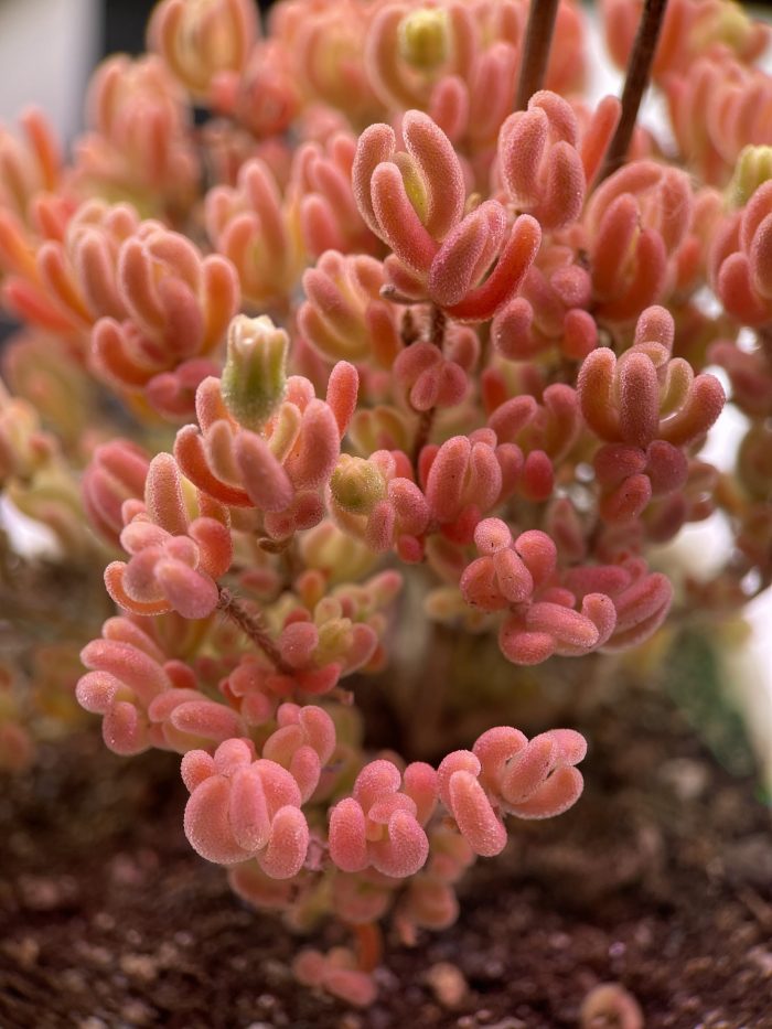 Drosanthemum Eburneum ‘Ice crystal branches’ - Image 6
