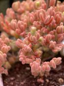 Drosanthemum Eburneum ‘Ice crystal branches’
