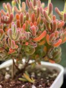 Dicrocaulon Ramulosum