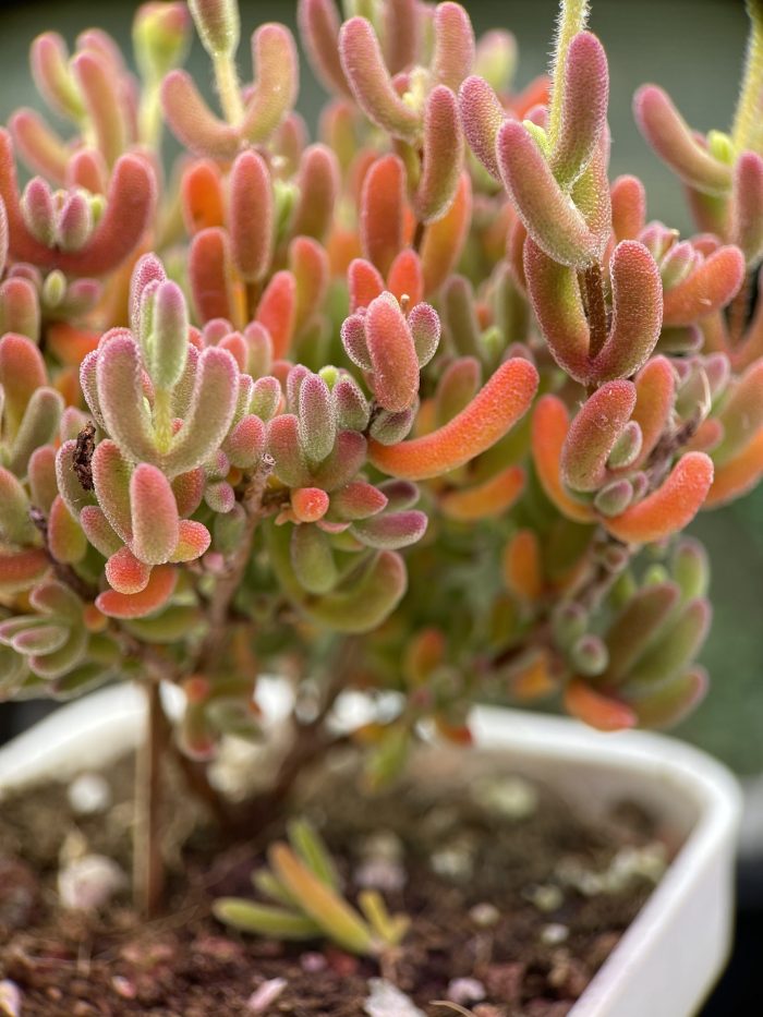 Dicrocaulon Ramulosum - Image 6