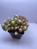 Sedum rubrotinctum  Jelly Bean Succulent