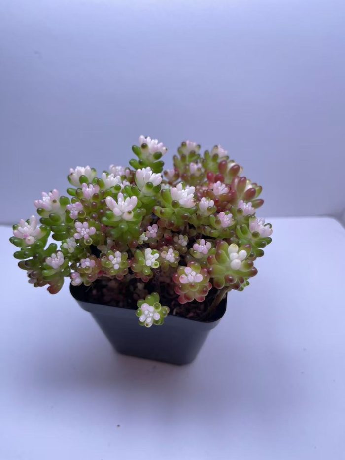 Sedum rubrotinctum  Jelly Bean Succulent - Image 2