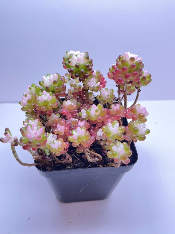 Sedum rubrotinctum  Jelly Bean Succulent