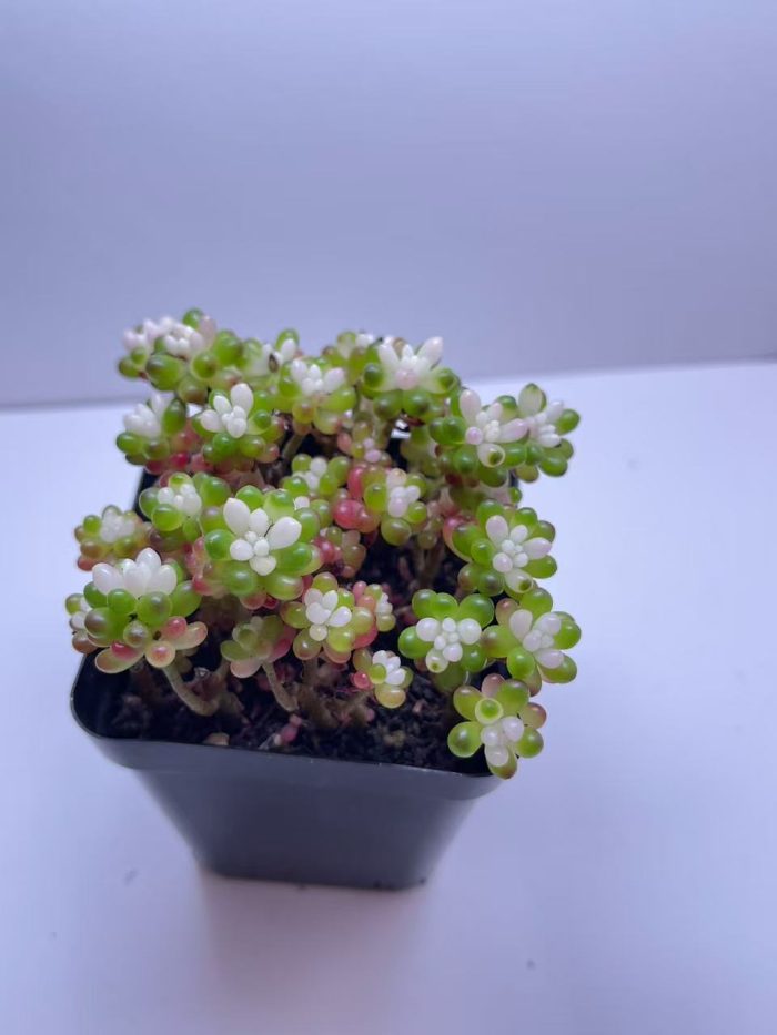 Sedum rubrotinctum  Jelly Bean Succulent - Image 4
