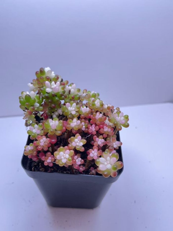 Sedum rubrotinctum  Jelly Bean Succulent - Image 5