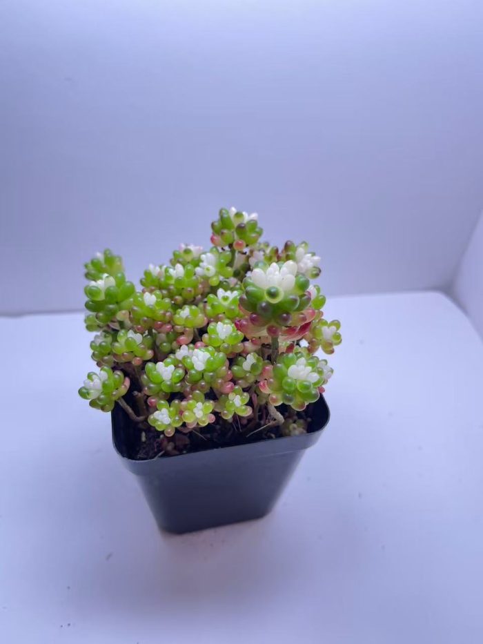 Sedum rubrotinctum  Jelly Bean Succulent - Image 6