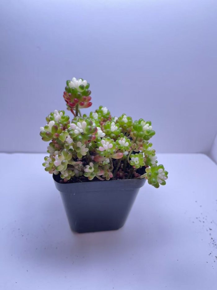 Sedum rubrotinctum  Jelly Bean Succulent - Image 7