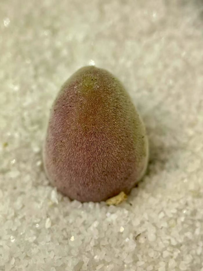 Muiria Horenseae ‘ Furry Little Succulents’ - Image 4